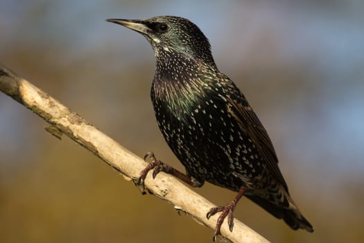 Starling On Perch