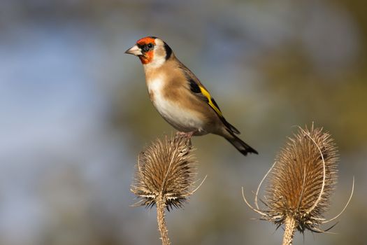 Goldfinch (Carduelis Carduelis) on perch