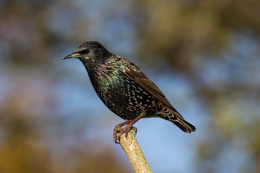 Starling on Perch