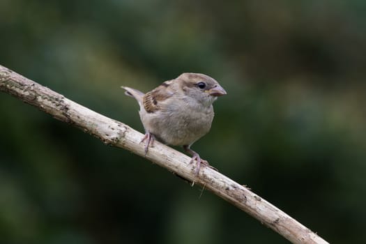 Female House Sparrow (Passer Domesticus)