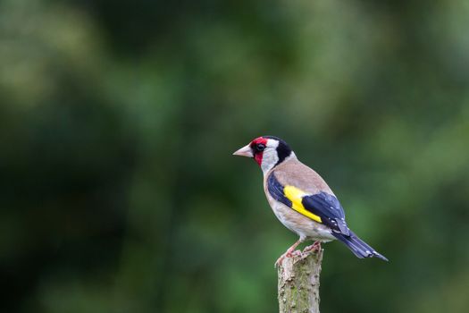 Goldfinch (Carduelis Carduelis) on Perch