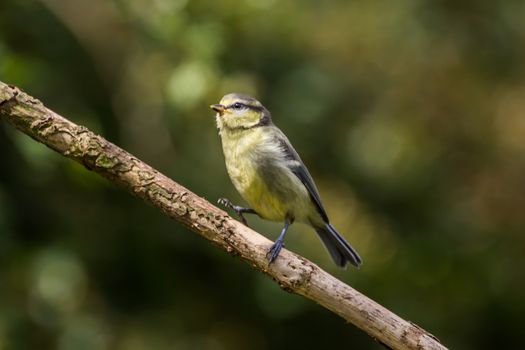 Juvenile Great Tit (Parus Major)