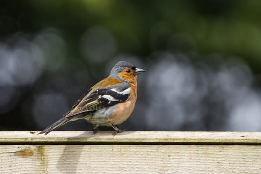 Chaffinch (Fringilla Coelebs)