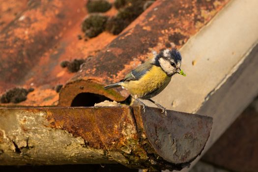 Blue Tit (Cyanistes Caerules) on rusty gutter