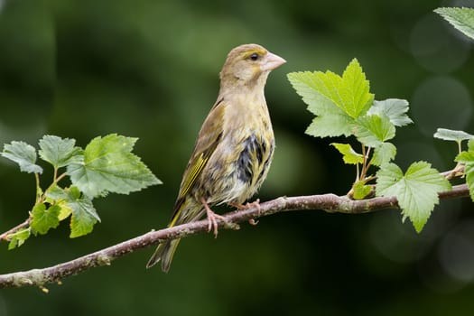 Greenfinch (Carduelis Chloris) on branch