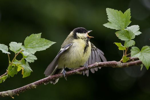 Juvenile Great Tit (Parus Major)