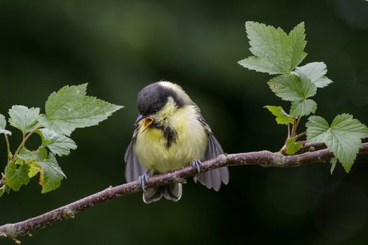 Juvenile Great Tit (Parus Major)