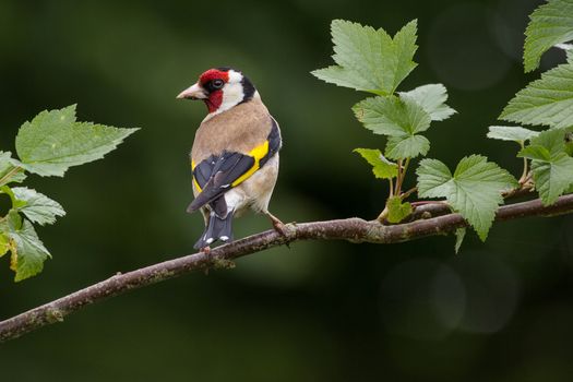 Goldfinch (Carduelis Carduelis) on Perch