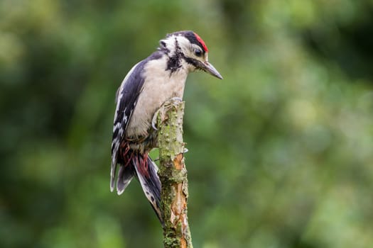 Greater Spotted Woodpecker (Dendrocopos Major)