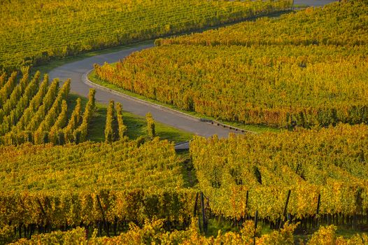Alsace Vineyards, in autumn, France, Europe