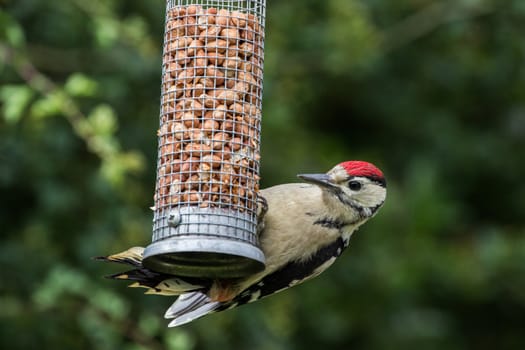 Greater Spotted Woodpecker (Dendrocopos Major)