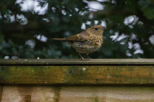 Juvenile Robin (Erithacus Rubecula) on fence