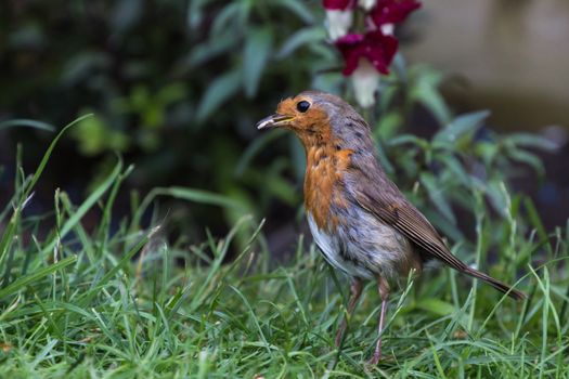 Robin (Erithacus Rubecula) foraging in grass