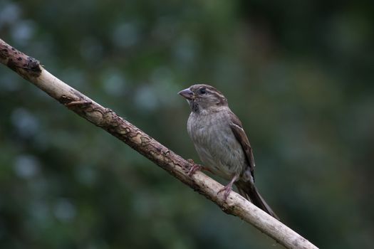 Female House Sparrow (Passer Domesticus)