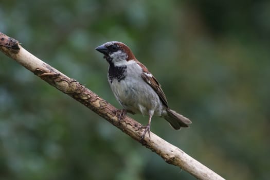 Male House Sparrow (Passer Domesticus)