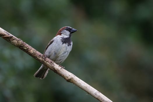 Male House Sparrow (Passer Domesticus)