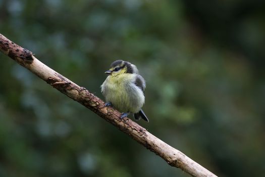 Juvenile Great Tit (Parus Major)