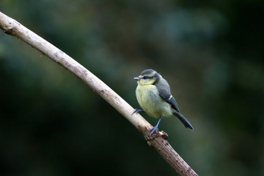 Juvenile Great Tit (Parus Major)