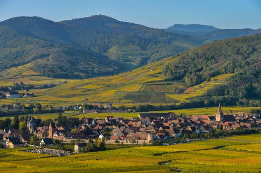 France, Haut-Rhin, 68, Alsace Wine Route, Kaysersberg, the vineyard, the Sainte-Croix church and the keep of the imperial castle