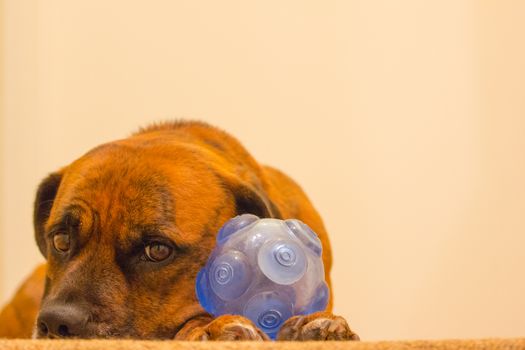 Dog laid on floor looking sad with ball on paws