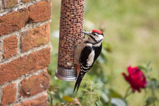 Greater Spotted Woodpecker Feeds on Nut Feeder at Rural Home