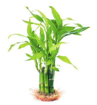 growthing green beautiful leaves of Ribbon dracaena, Lucky bamboo, Belgian evergreen, Ribbon plant plant with root isolated white background use for docoration in garden
