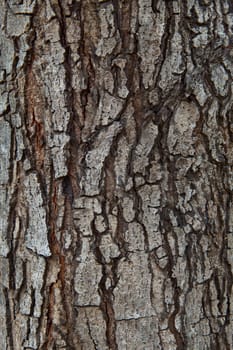 close up texture of pine bark wood use as natural plank background,backdrop,wall paper 