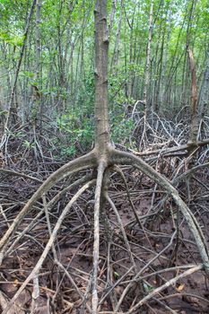 close up stucture of mangrove tree root on mud flat sea coastal 