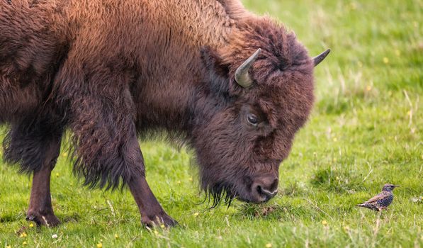 Bison Buffalo Portrait in a Grassy Field, Color Image