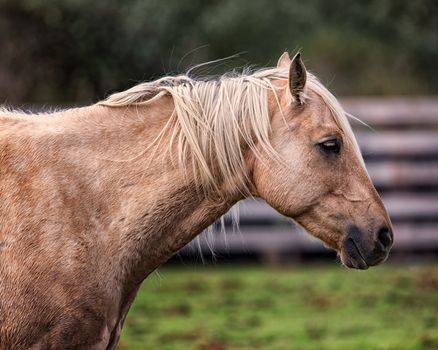 Horse at a Farm in Northern Californa, Color Image