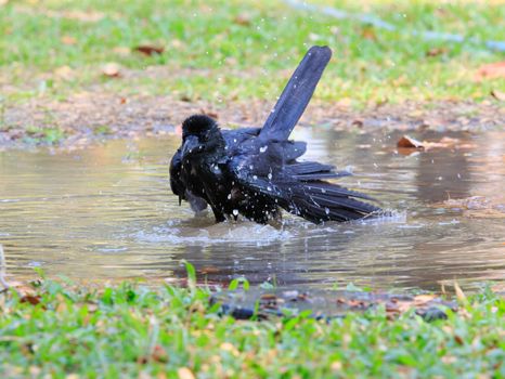 natural scene of crow bathing in field