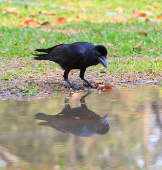 crow perching on ground and watching to reflection shadow in water