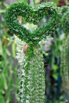 Dischidiasp , Hearts shape plant forming decorated in green house ,of green gardening park use for nature love sign