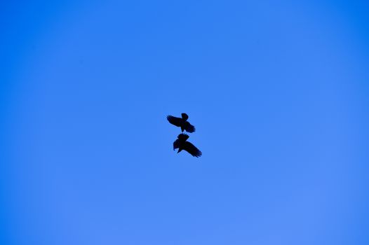 Two crows fighting in the blue sky, France