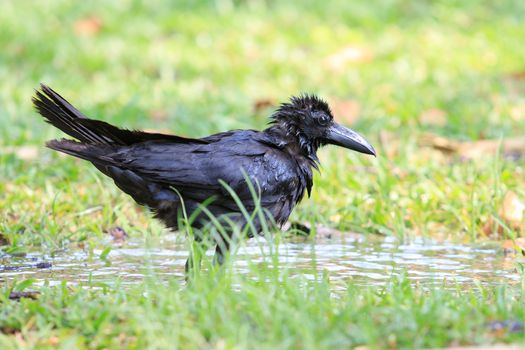 natural scene of crow bathing in field