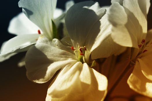 small white flowers of Viola. small white flowers of home plants.