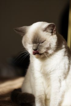 British white cat. British white cat with tongue. cat licks lips
