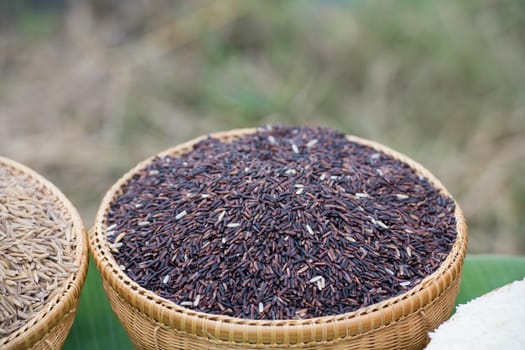 Hom Nil rice (black jasmine rice) in basket.