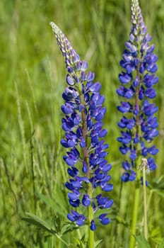 flower Lupinus Polyphyllus blue on a background of green grass