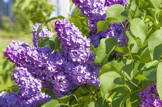 Elegant blooming fragrant lilacs close up in the spring