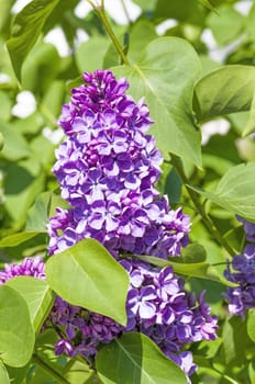 Elegant blooming fragrant lilacs close up in the spring