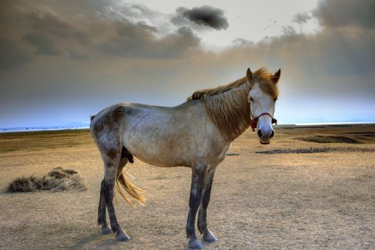 portrait full body of white horse with beautiful rim light 