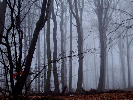 Magical autumn forest in fog and hazy atmosphere