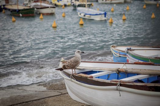 sea gull bird perching on local wood boat in capri island south italy