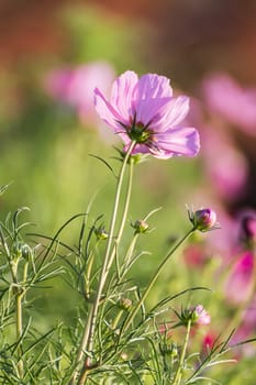 Pink cosmos flower family fompositae, cosmos flower in field