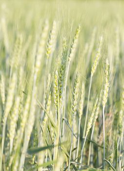 close up image of  green barley corns growing in a field