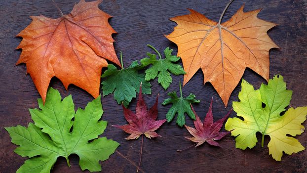 Thanksgiving background with colorful maple leaf on wood background, nice leaves in autumn season