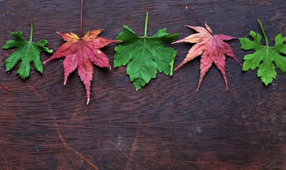 Thanksgiving background with colorful maple leaf on wood background, nice leaves in autumn season