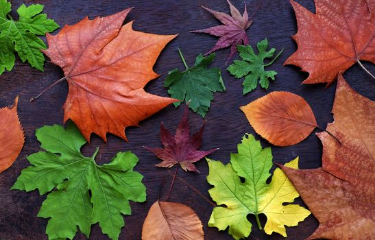 Thanksgiving background with colorful maple leaf on wood background, nice leaves in autumn season