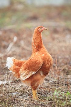 brown hen chicken standing in field use for farm animals, livestock domestic pets animals